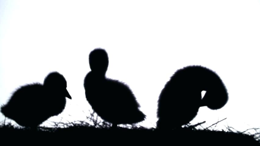 852x480 Outline Of Duck - Duck Outline Drawing