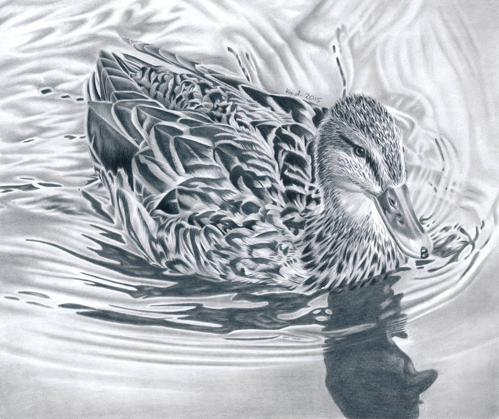 976x819 Duck - Duck Pencil Drawing