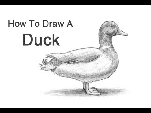 480x360 How To Draw A Duck - Duck Pencil Drawing