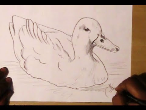 480x360 how to draw a simple duck yzarts yzarts - Duck Pencil Drawing