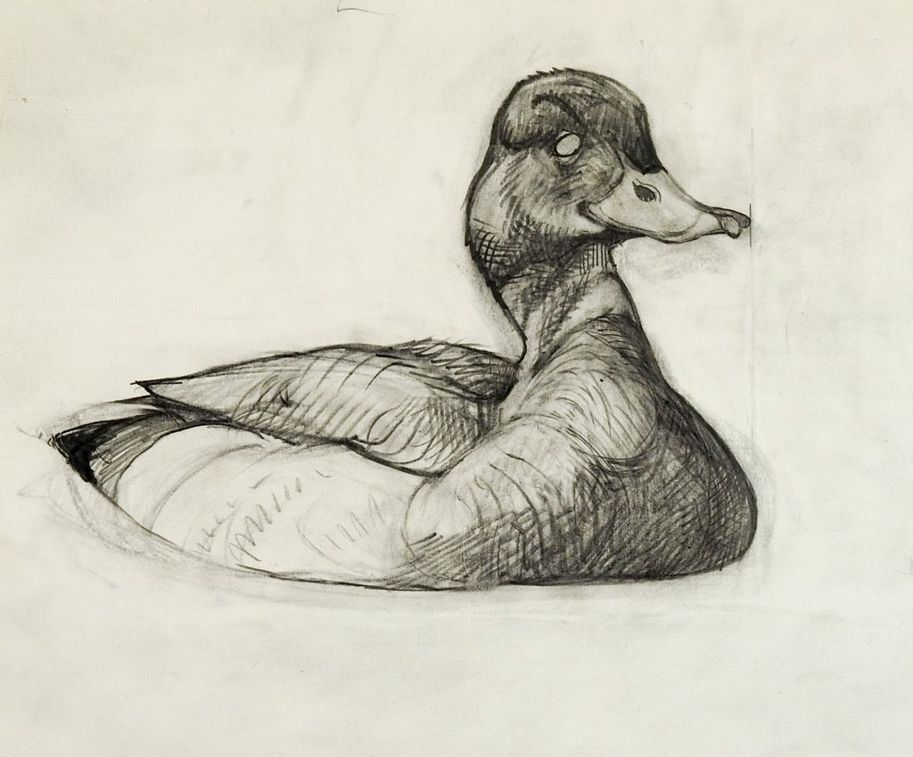Duck Pencil Drawing at Explore collection of Duck