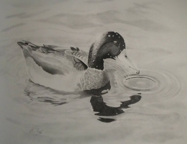 794x615 Mallard Duck Print Of Original Pencil Drawing Etsy - Duck Pencil Drawing