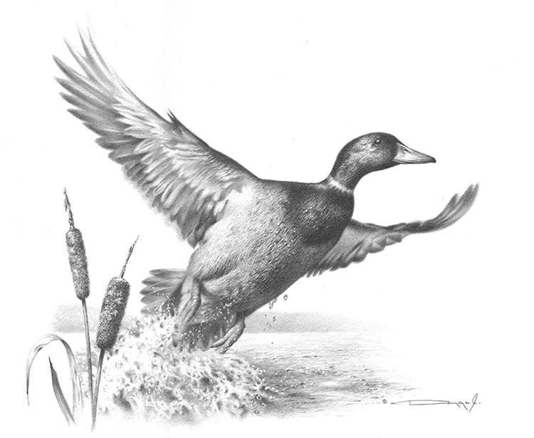 750x615 Mallard Duck Original Pencil Drawing Original Pencil Drawing - Duck Pencil Drawing
