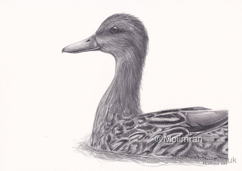 Duck Pencil Drawing at Explore collection of Duck