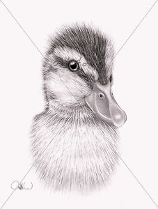 227x300 pencil drawings pencil drawing duckling - Duck Pencil Drawing