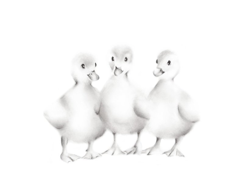 794x613 baby duckling nursery print duck pencil drawing sketch etsy - Duck Pencil Drawing