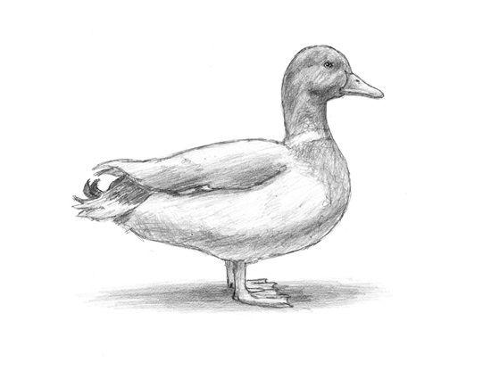 550x425 duck drawing how to draw a duck pretty things drawings, duck - Duck Pencil Drawing