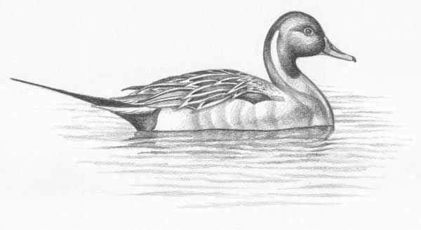 600x329 Sketch Drawings Of Teal Ducks Jack's Landing - Duck Pencil Drawing