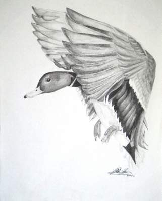 321x400 Contest - Duck Pencil Drawing