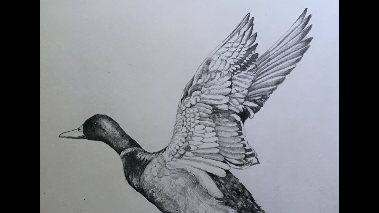 Duck Pencil Drawing at PaintingValley.com | Explore collection of Duck ...