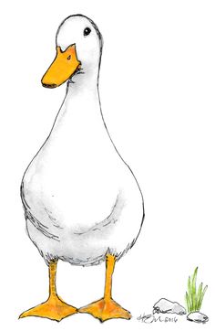 236x362 How To Draw A Duck Drawing Tutorials Videos Drawings, Duck - Duck Picture Drawing
