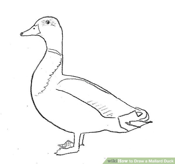 597x560 How To Draw A Mallard Duck Steps - Duck Picture Drawing