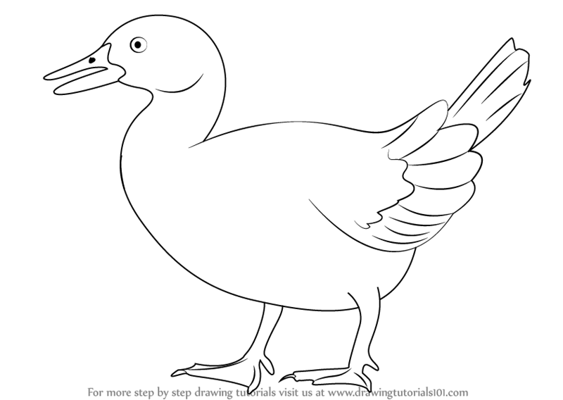 800x568 Learn How To Draw A Blue Duck - Duck Picture Drawing