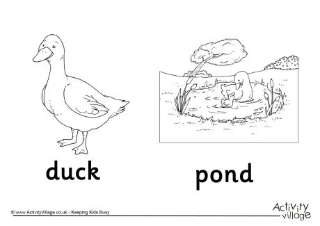 460x325 duck pond colouring page - Duck Pond Drawing
