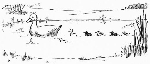 512x219 Duck With Ducklings - Duck Pond Drawing