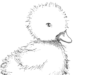300x250 a very fluffy duckling drawing - Duckling Drawing