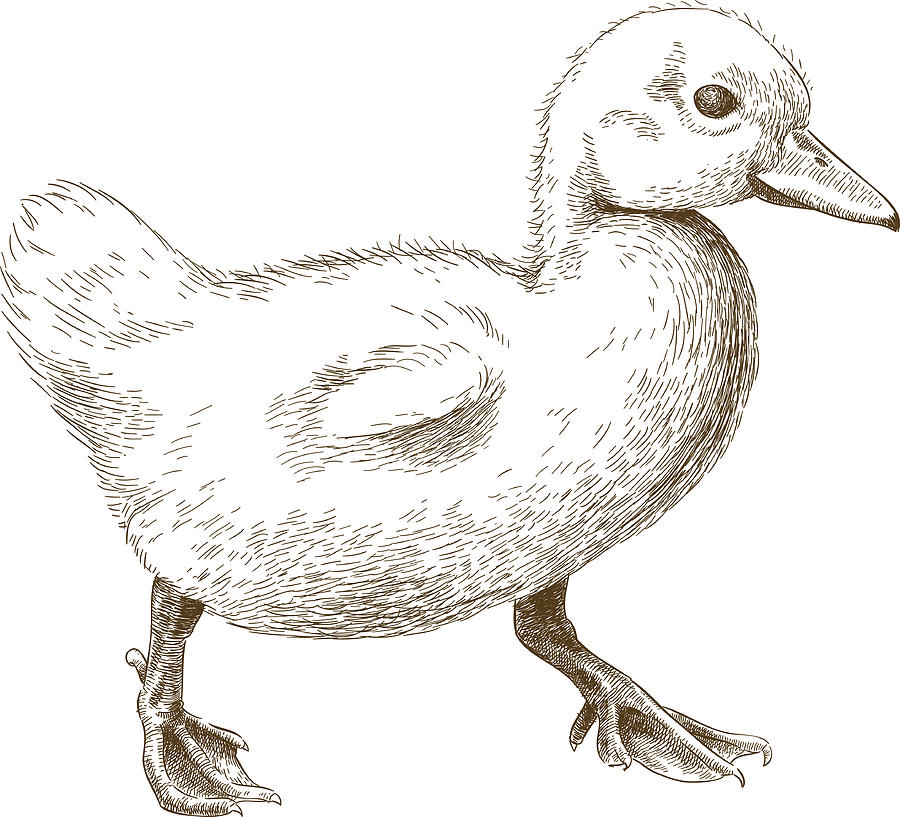 900x817 engraving illustration of duckling - Duckling Drawing