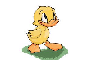 300x200 how to draw a duckling - Duckling Drawing