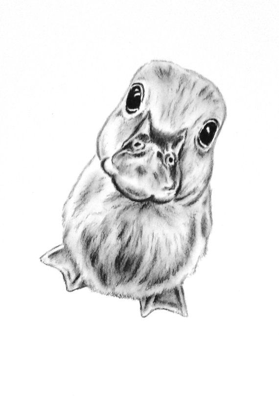 570x825 original charcoal duckling drawing - Duckling Drawing