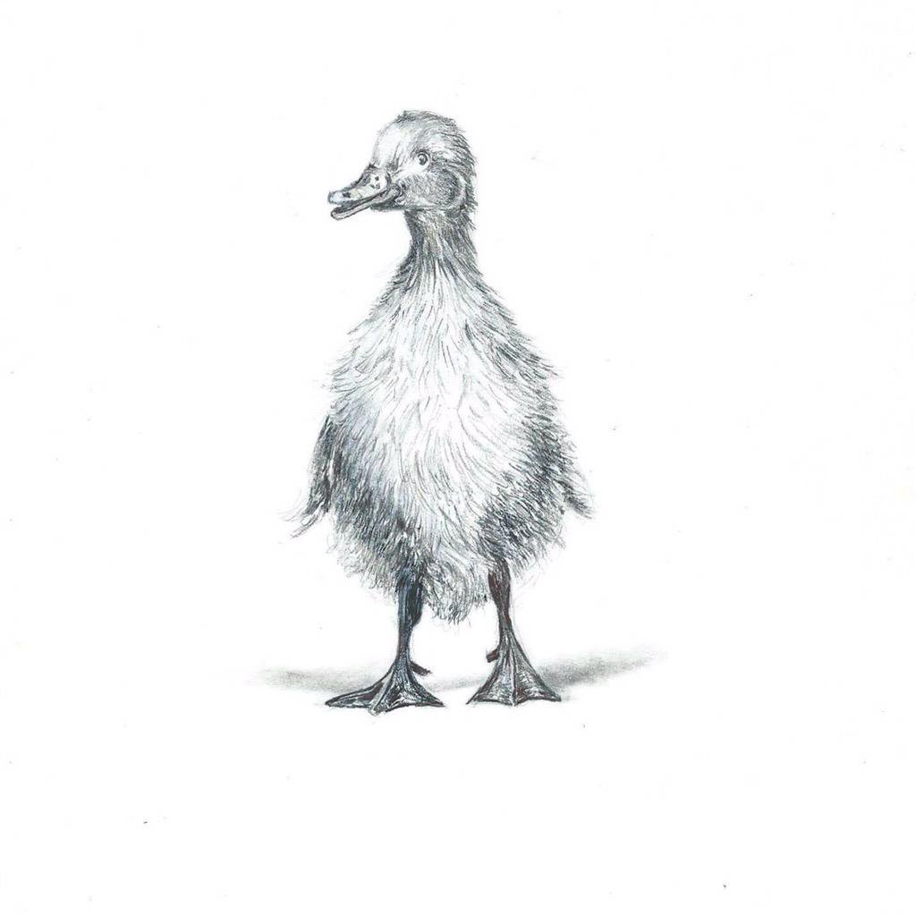 1024x1024 pencil drawings pencil drawing duckling - Duckling Drawing
