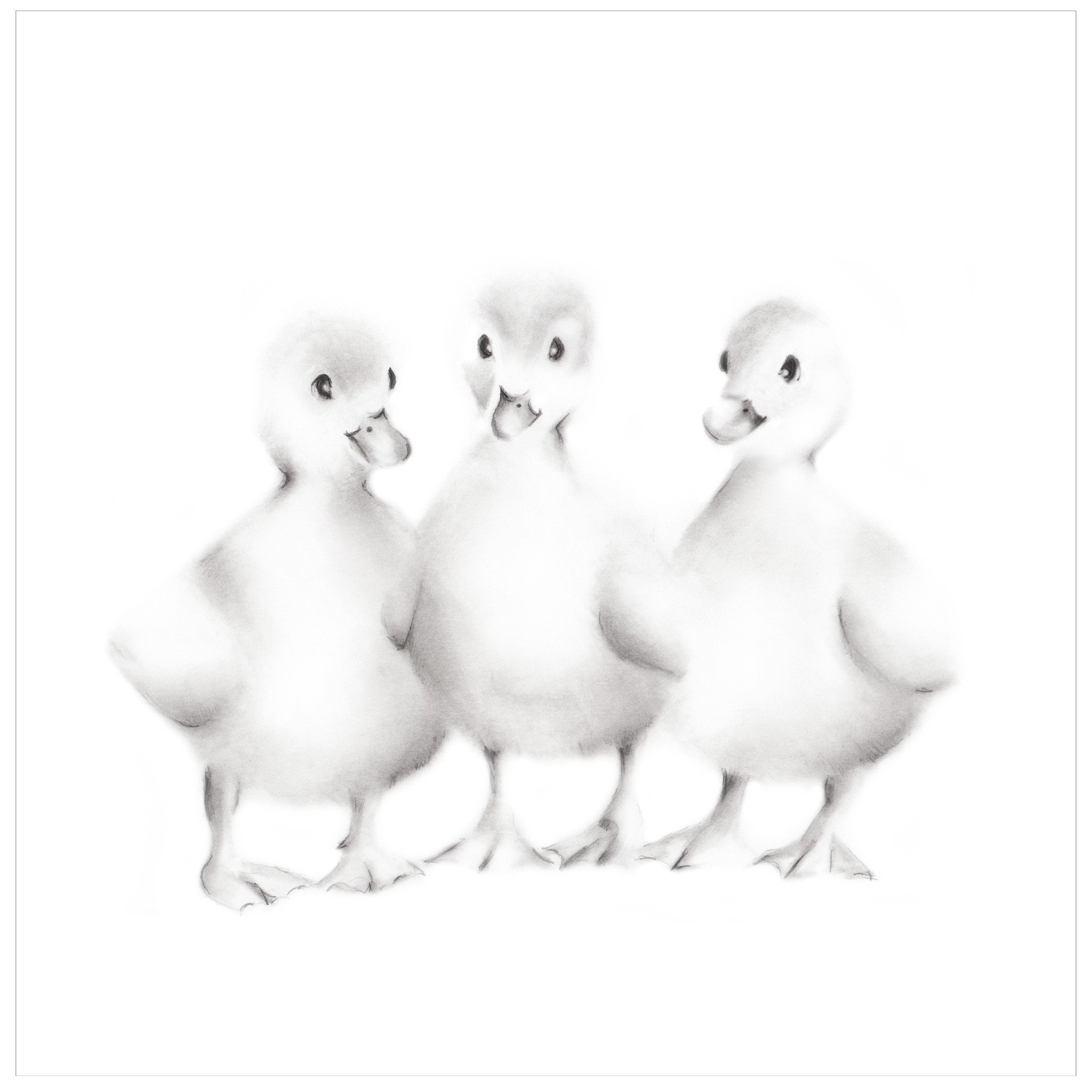 2048x2048 baby duckling pencil drawing print - Duckling Drawing