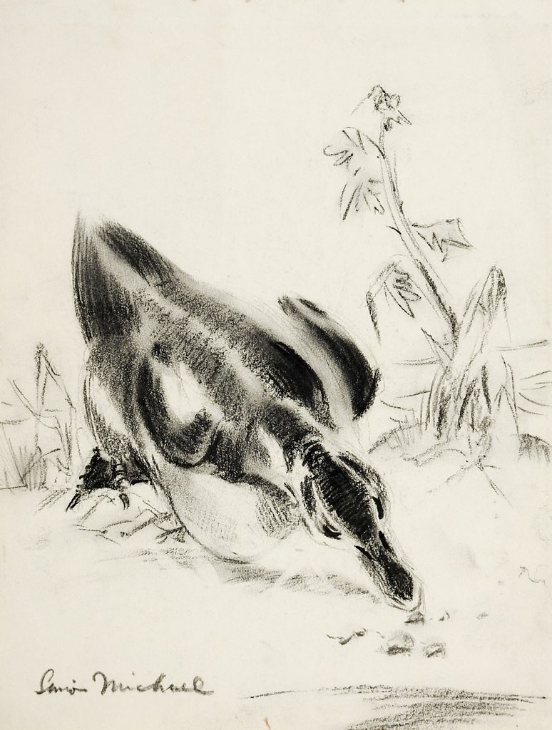 774x1024 duckling drawing - Duckling Drawing