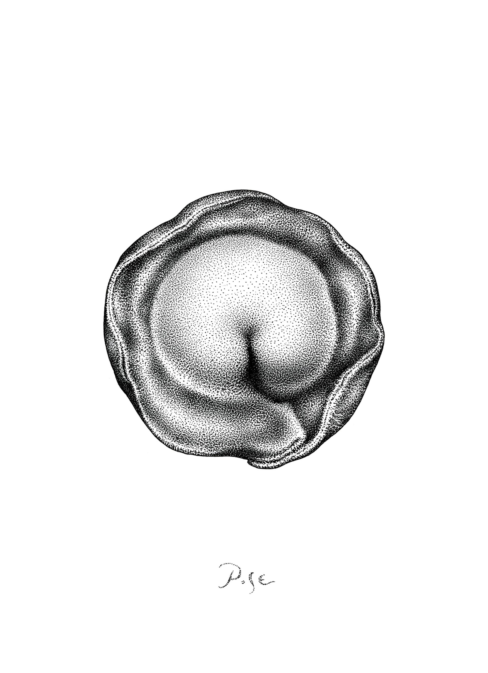 1920x2643 Dumpling Drawing - Dumpling Drawing