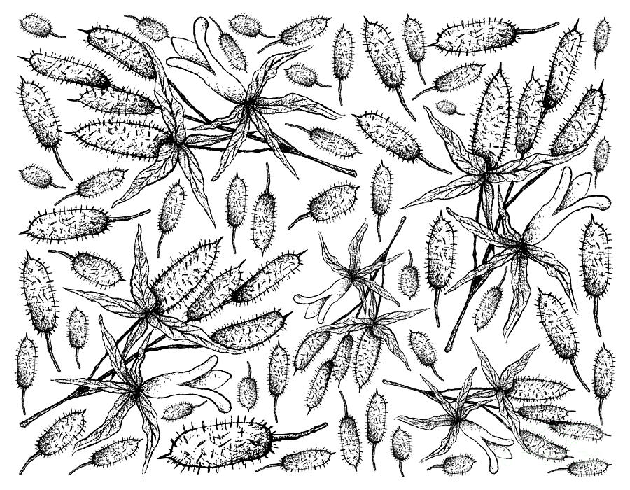 900x700 Hand Drawn Background Of Fresh Apple Berries Drawing - Dumpling Drawing