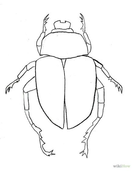 437x560 Draw A Scarab Beetle Illustration Beetle Drawing, Drawings - Dung Beetle Drawing