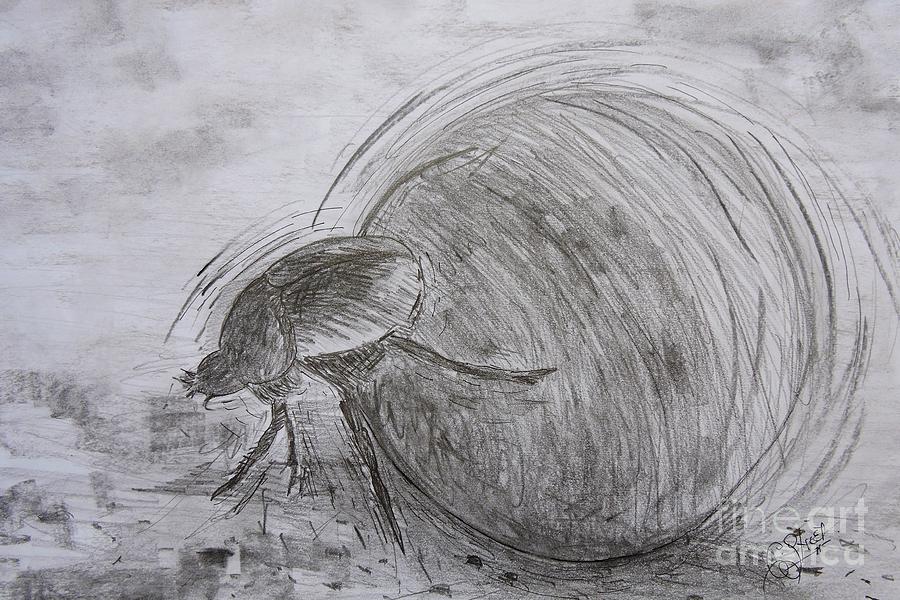 900x600 Dung Beetle Drawing - Dung Beetle Drawing
