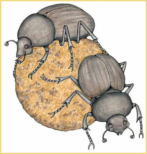 485x508 Dung Beetles Insect Studies In Beetle Drawing - Dung Beetle Drawing
