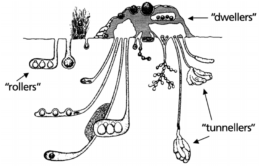 900x578 Dung Beetles How To Identify And Benefit From Nature's Pooper - Dung Beetle Drawing