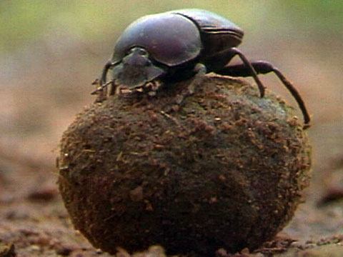 480x360 African Dung Beetle - Dung Beetle Drawing