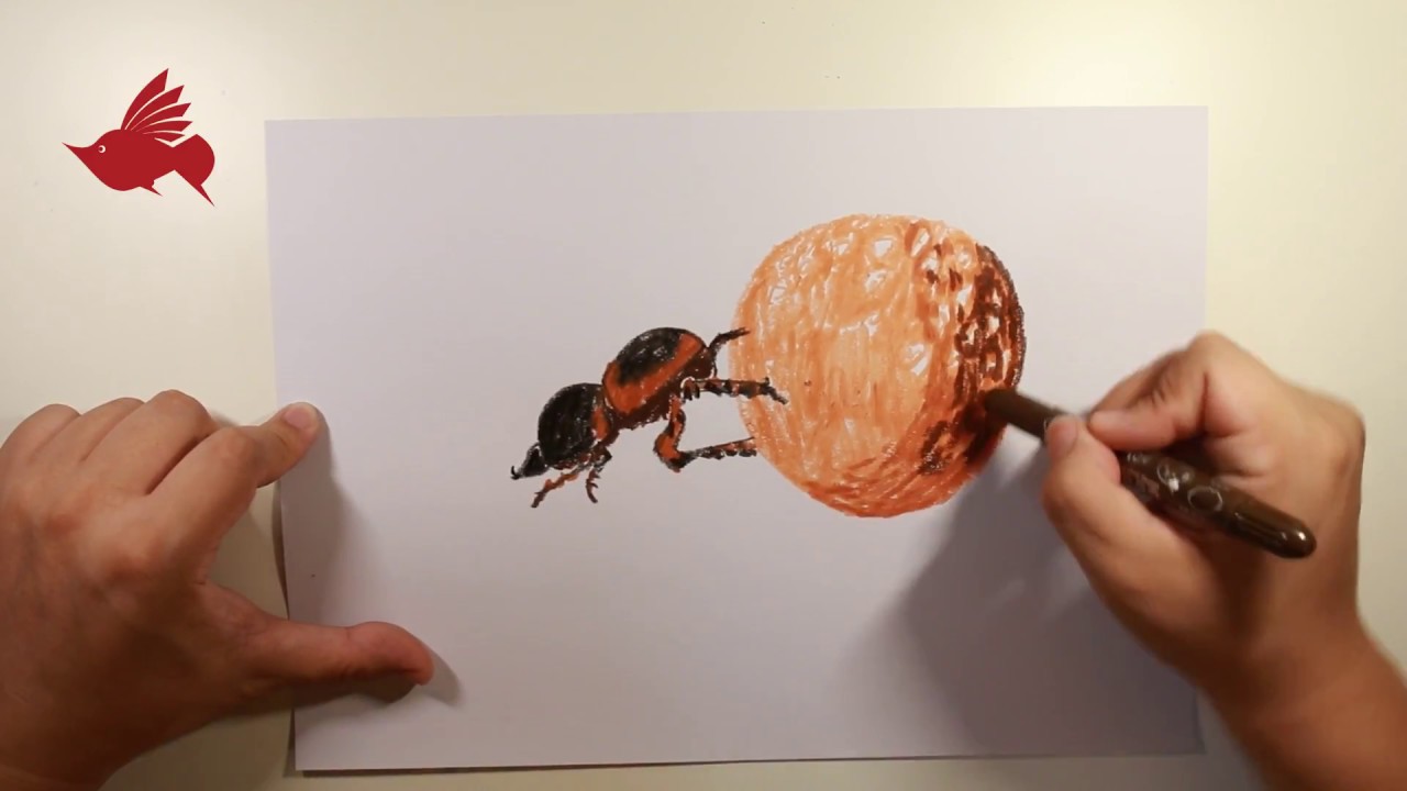 1280x720 Teach Children To Draw A Dung Beetle With Crayons - Dung Beetle Drawing