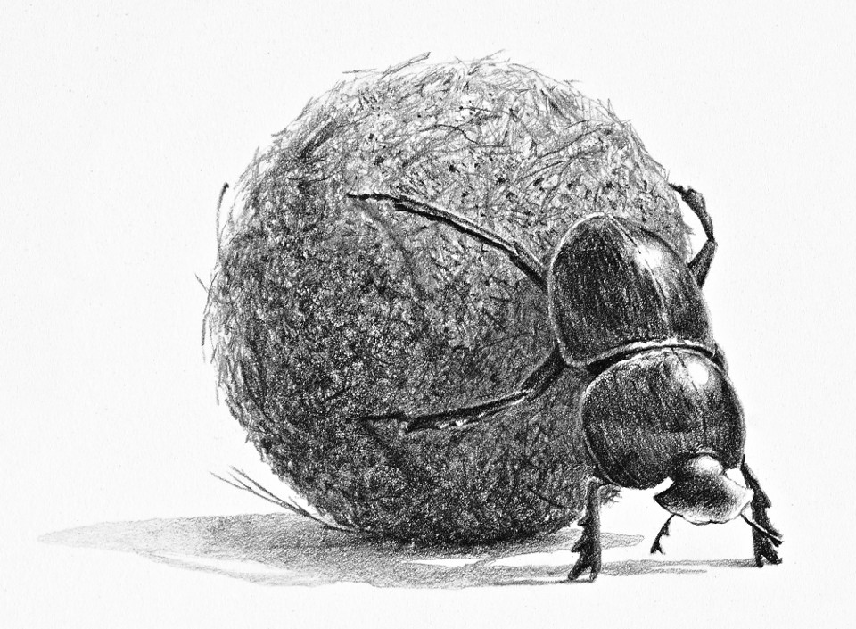Dung Beetle Drawing at Explore collection of Dung