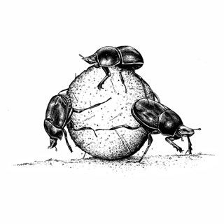 320x320 Dung Beetle Line Drawing - Dung Beetle Drawing