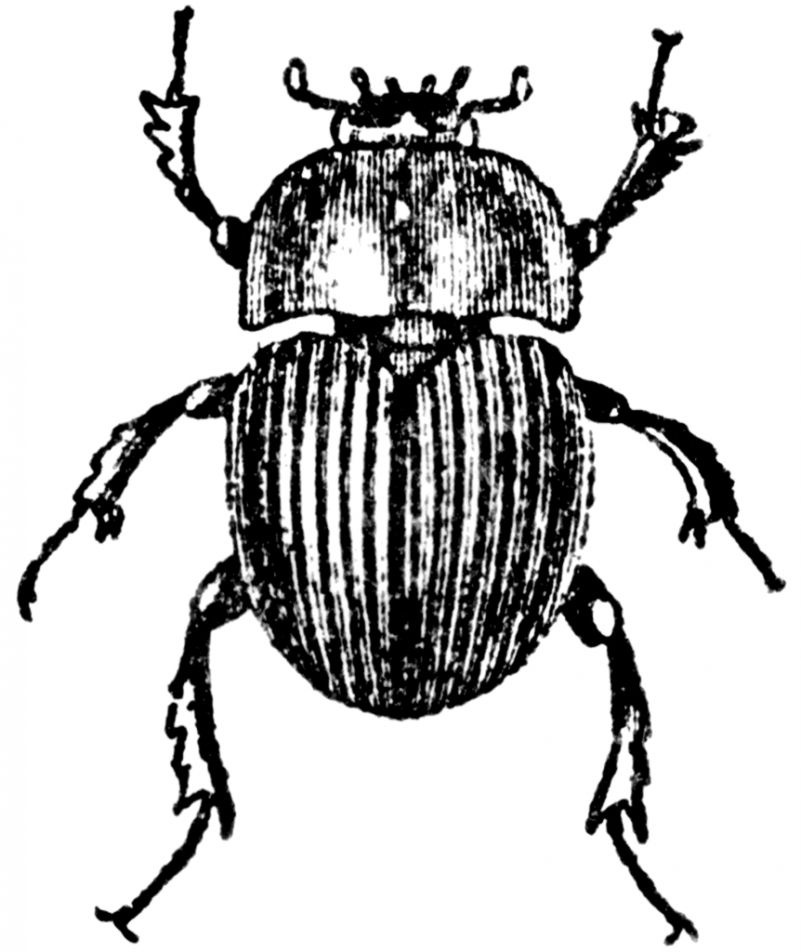 801x952 Black Beetle Insect Drawing All In One Wallpapers - Dung Beetle Drawing