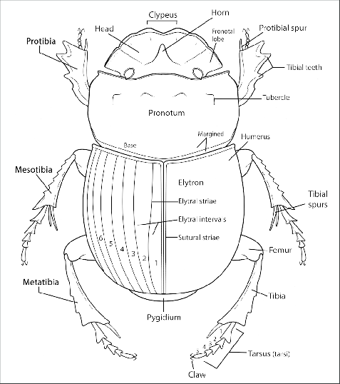 477x538 Dorsal Aspect Of A Dung Beetle Download Scientific Diagram - Dung Beetle Drawing