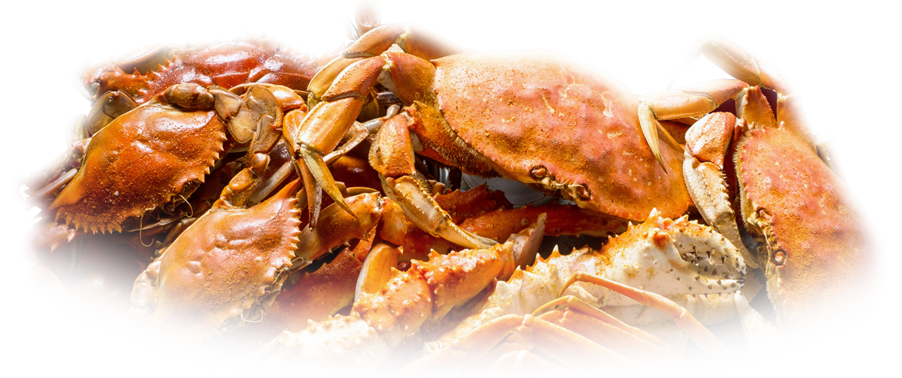 1800x754 Crabs Drawing Dungeness Crab Transparent Png Clipart Free - Dungeness Crab Drawing