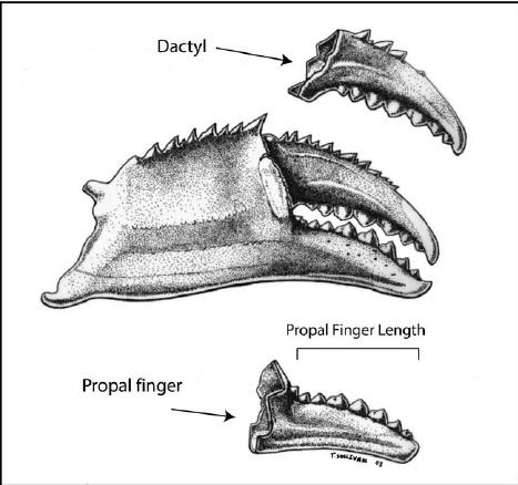 467x438 Dorsal View Of A Dungeness Crab With Carapace Width Measurement - Dungeness Crab Drawing