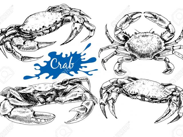 640x480 Drawn Crab Dungeness Crab - Dungeness Crab Drawing
