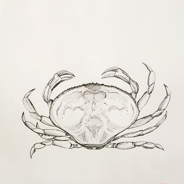 640x640 Dungeness - Dungeness Crab Drawing