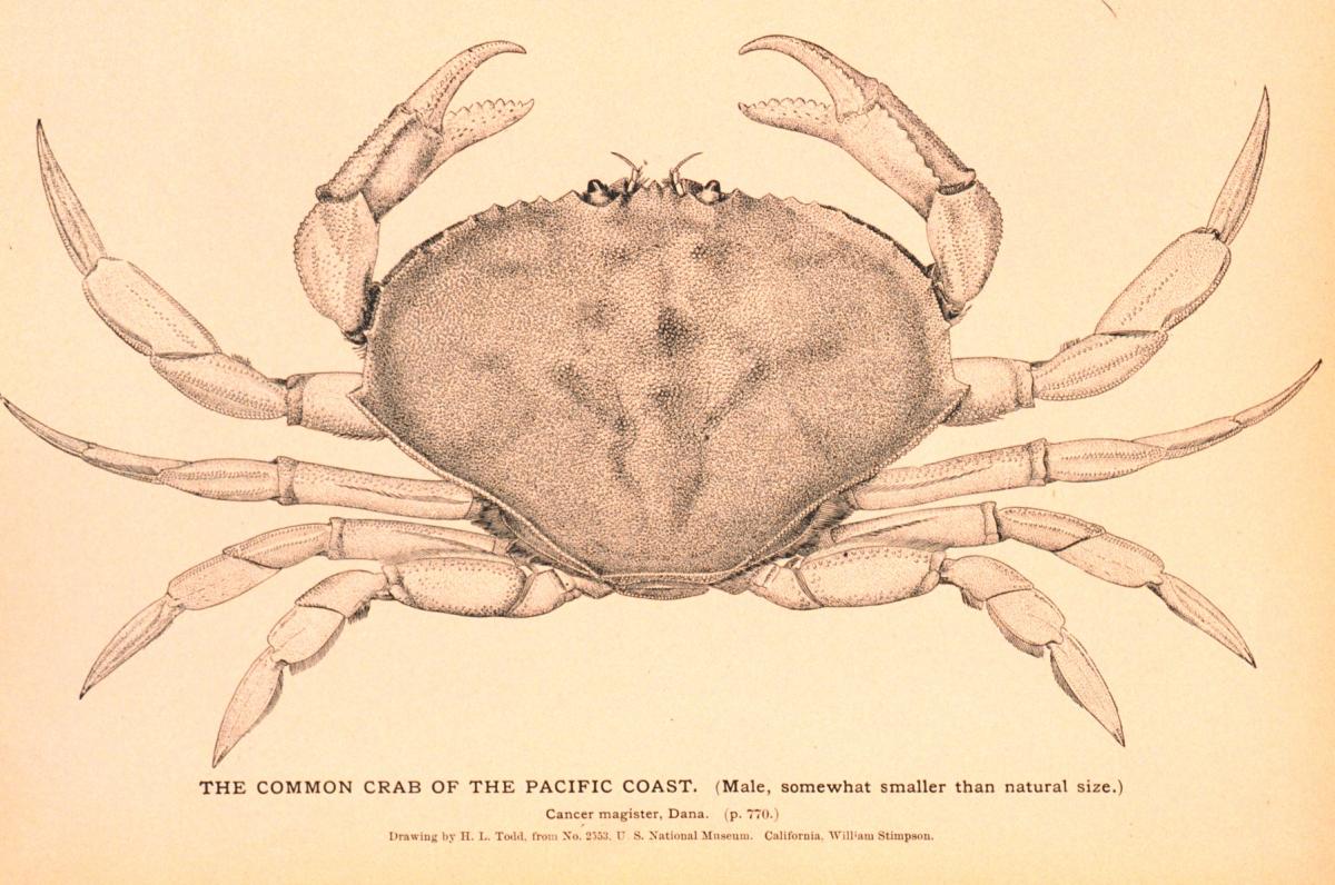 1200x796 Dungeness Crab The Shape Of Life The Story Of The Animal Kingdom - Dungeness Crab Drawing
