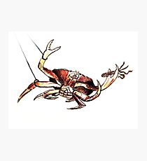 210x230 Dungeness Crab Drawing Photographic Prints Redbubble - Dungeness Crab Drawing