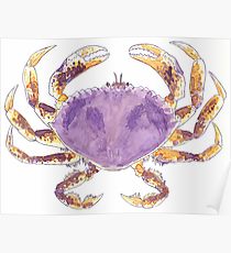 210x230 Dungeness Crab Drawing Posters Redbubble - Dungeness Crab Drawing