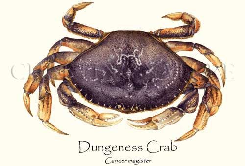 500x340 Dungeness Crab In Seafood Art - Dungeness Crab Drawing