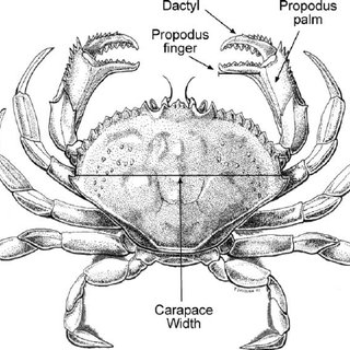 320x320 Dungeness Crab Left Cheliped Of Modern Comparative Specimen - Dungeness Crab Drawing