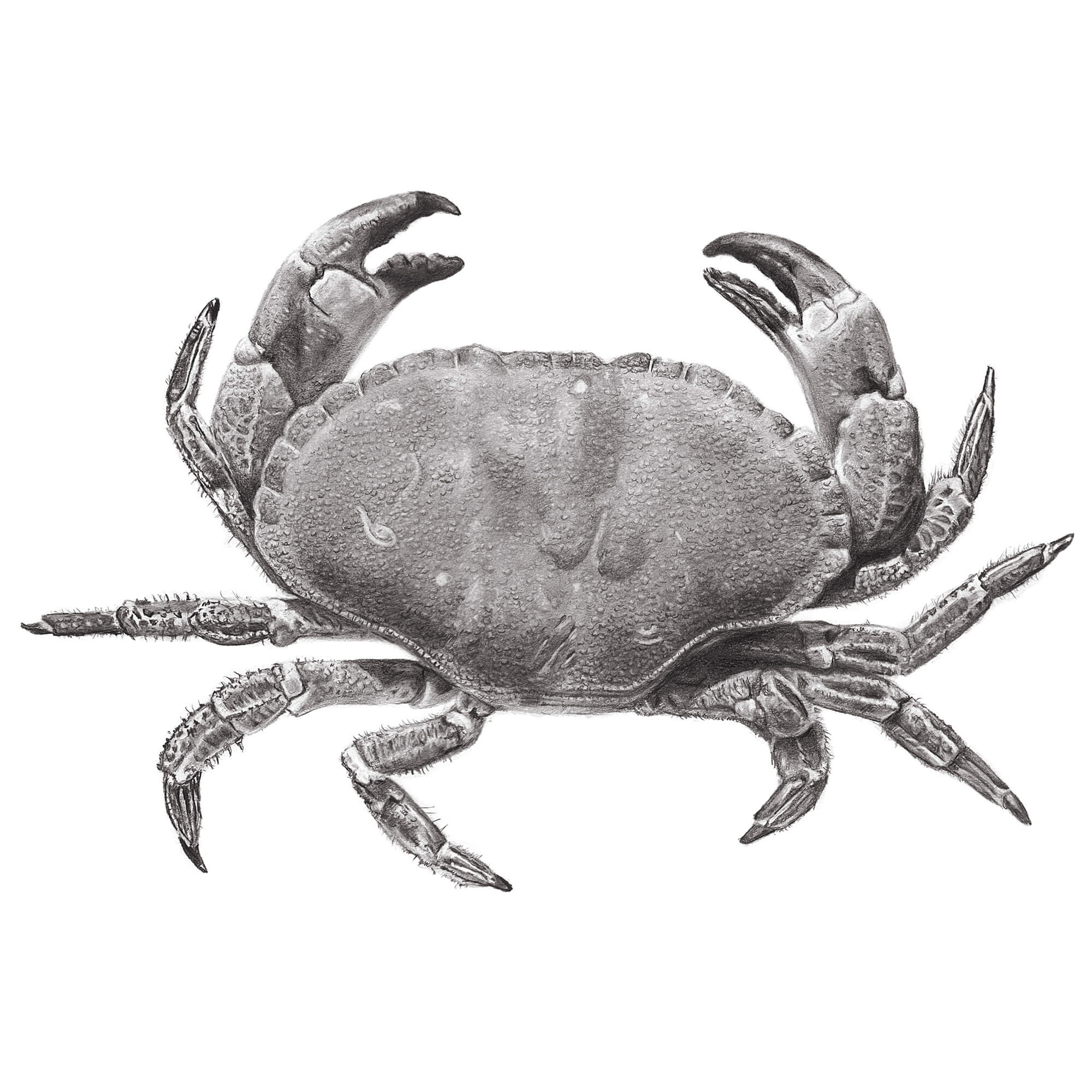 2000x2000 Edible Crab Simon Knight Art Within Crab Drawing - Dungeness Crab Drawing