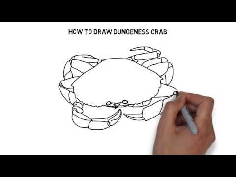 480x360 How To Draw Dungeness Crab - Dungeness Crab Drawing