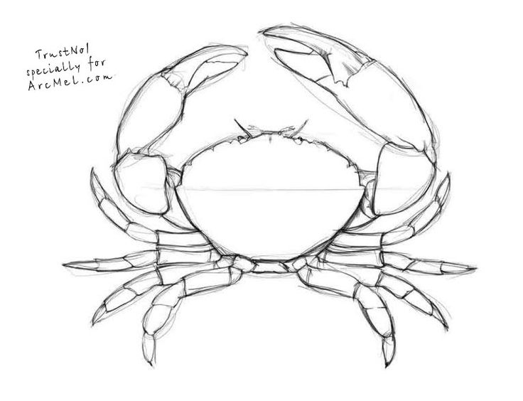 736x564 Huge Collection Of 'dungeness Crab Drawing' Download More Than - Dungeness Crab Drawing